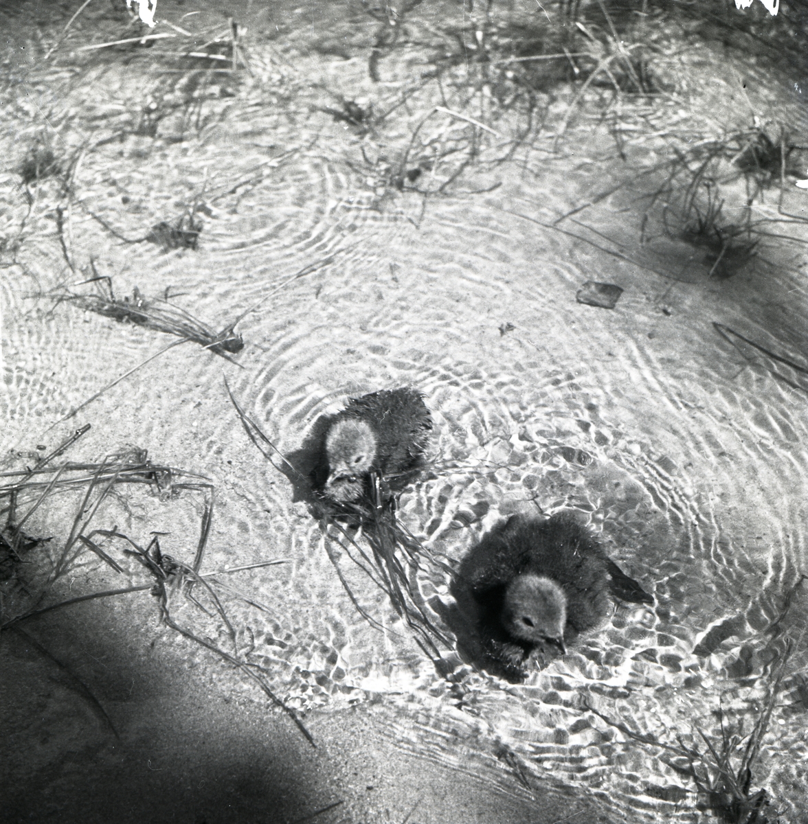 Två storlomsungar simmar i Hölesjön, juni 1961.