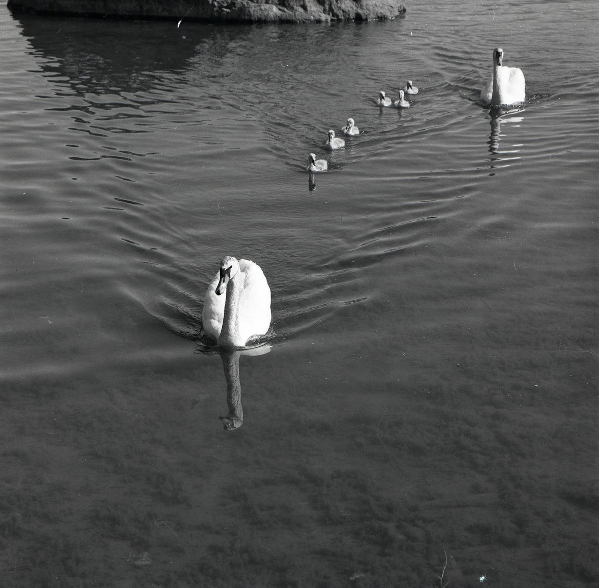 Två svanar simmar med sina ungar i en sjö, 1975.