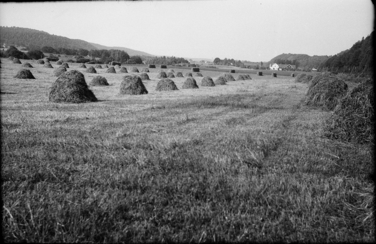 Höstackar av två olika typer på långsträckta fält i Veddige, Lövagård. I förgrunden syns rundade "krakar", eller volmat hö, i bakgrunden står långsträckta hässjor.