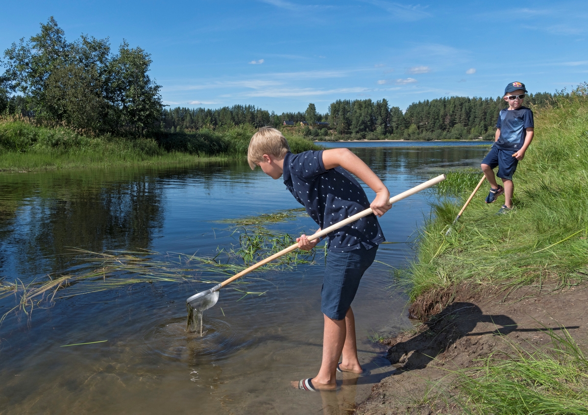 Barn leter etter insekter i Glomma under De nordiske jakt- og fiskedager 2018. Bunndyrundersøkelser ved Innlandsfisketorget på Prestøya.