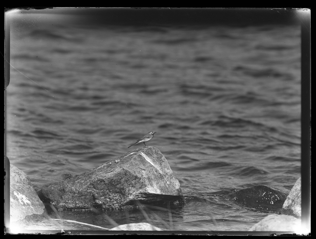 En ärla (hona) sitter på en sten i vattnet.