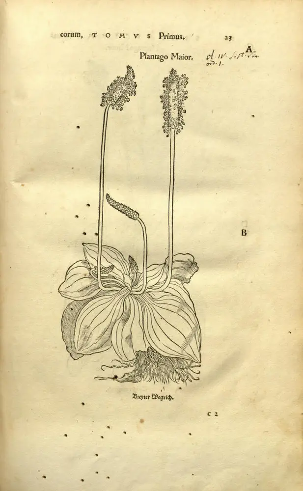 Tegning av groblad med planterosett og stengel med blomster øverst.