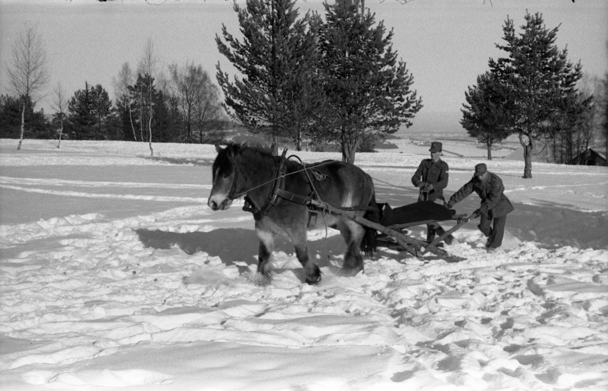 Fire bilder fra Hærens Hesteskole på Starum. vinteren 1955. Improvisert anordning for transport av sykebåre trukket av hest på snøføre.