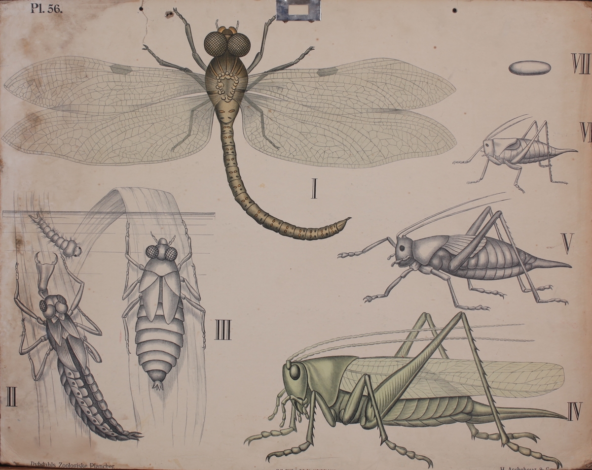 Motivet viser insekter; øyenstikker og gresshoppe.