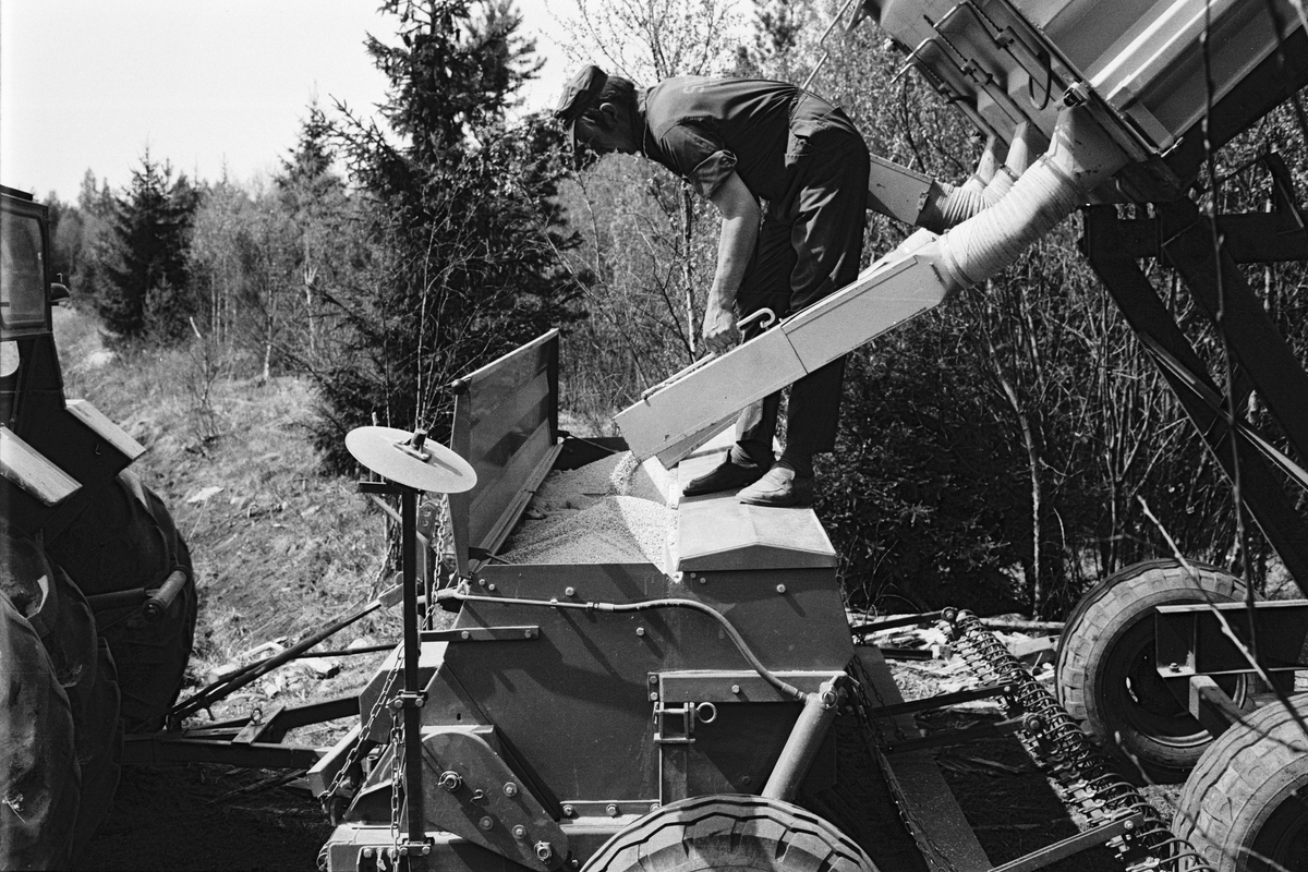 Jordbrukare Ove Leijon fyller kombisåmaskinen från den högtippande kärran, Stora Bärsta, Uppsala-Näs socken, Uppland maj 1981