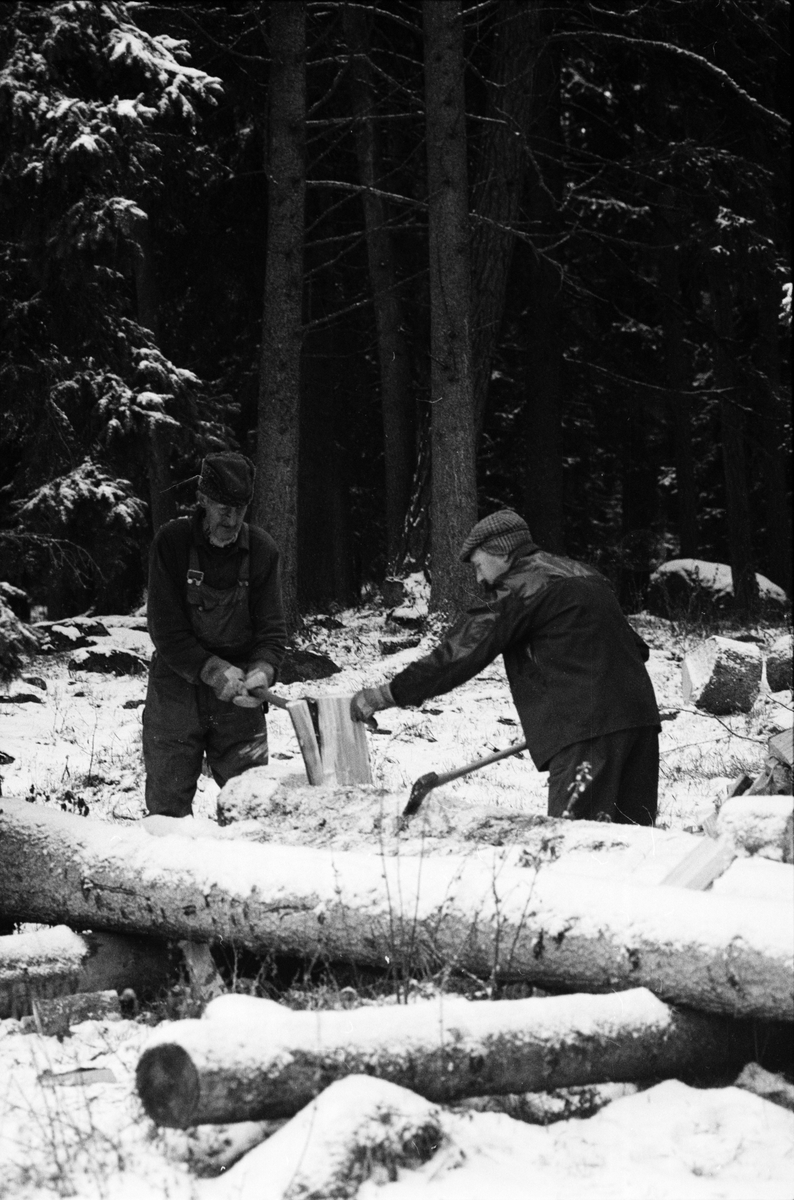 Lantbrukare Arvid och Birger Mattsson arbetar i skogen, Lönnholmen, Gräsö socken, Uppland 1994 - 1995