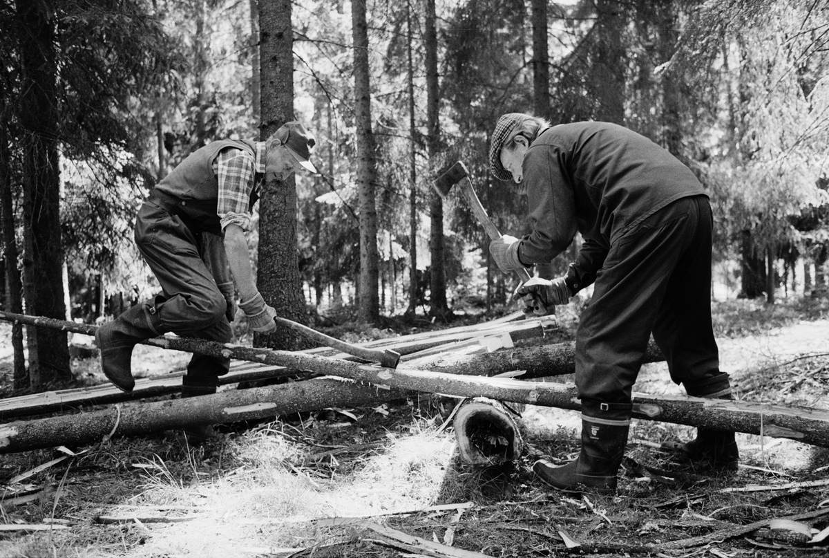 Lantbrukare Arvid och Birger Mattsson arbetar i skogen, Lönnholmen, Gräsö, Uppland 1994 - 1995