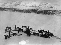 Reinraid og hesteskyss over Førstevannet Kirkenes 12.01.1908