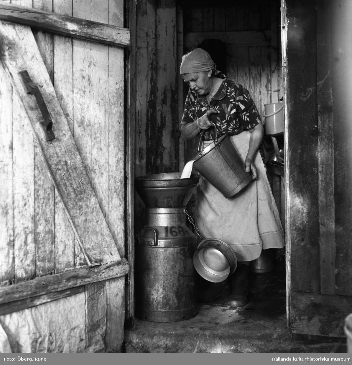 Maria Öberg står i mjölkrummet och silar över mjölk i mjölkkannor som skall hämtas av mjölkbilen.
