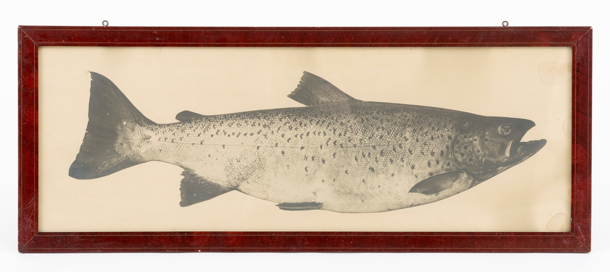 Fotografi med rammeav hunderørret. 
Det har tilhørt sportsfiskeren Brynjulf Styve, f. 1890, d. 1963, og fisken på bildet er tatt av han, antagelig i Lågen ved Fåvang. 
Bildet av fisken er i naturlig størrelse, og fisken er 72 cm lang. 

