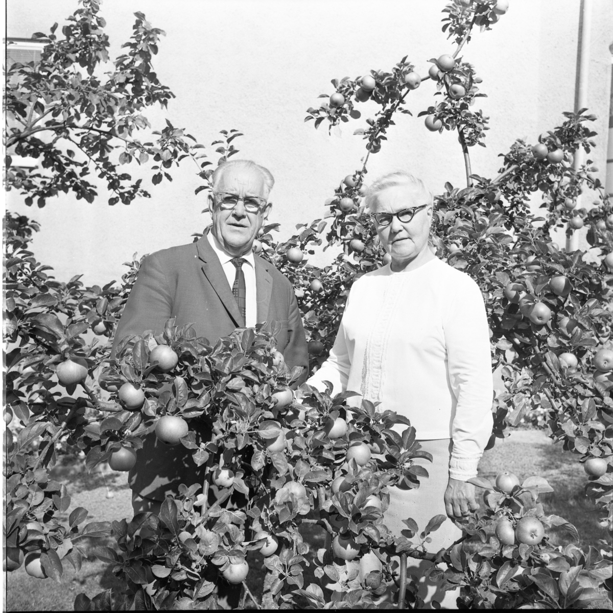 Missionärsparet William och Maria Bäckman står bland äppelträd.