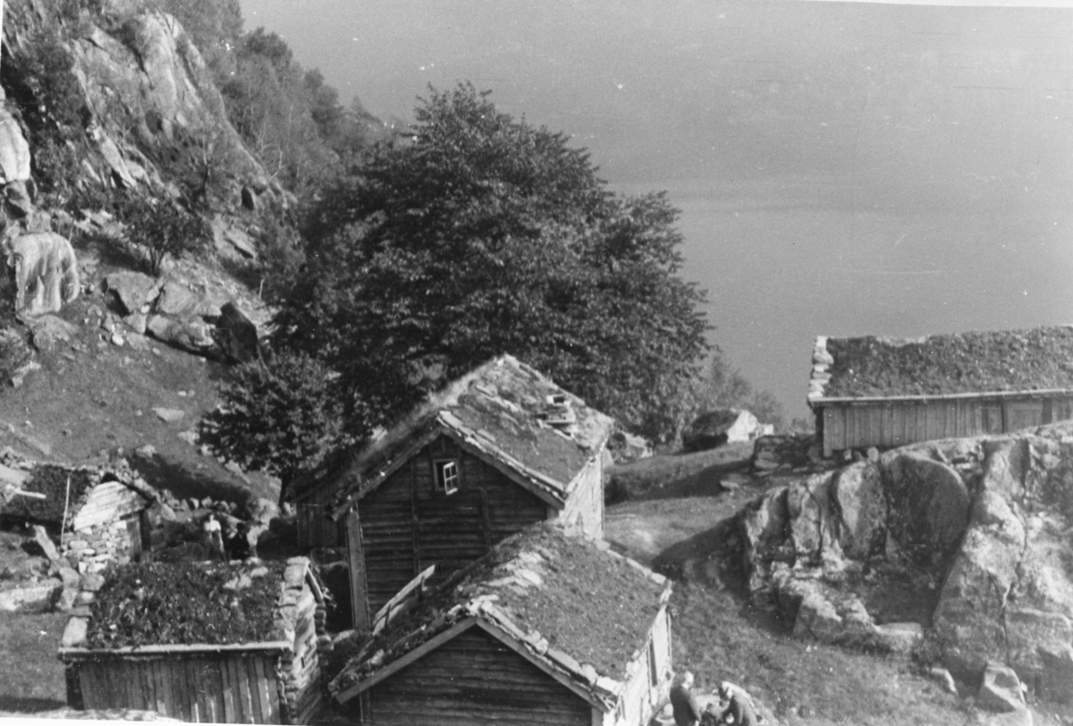 Småbruk på Røynevarden, ved Suldalsvatnet. Bruket består av mange lafta bygninger plassert tett sammen.