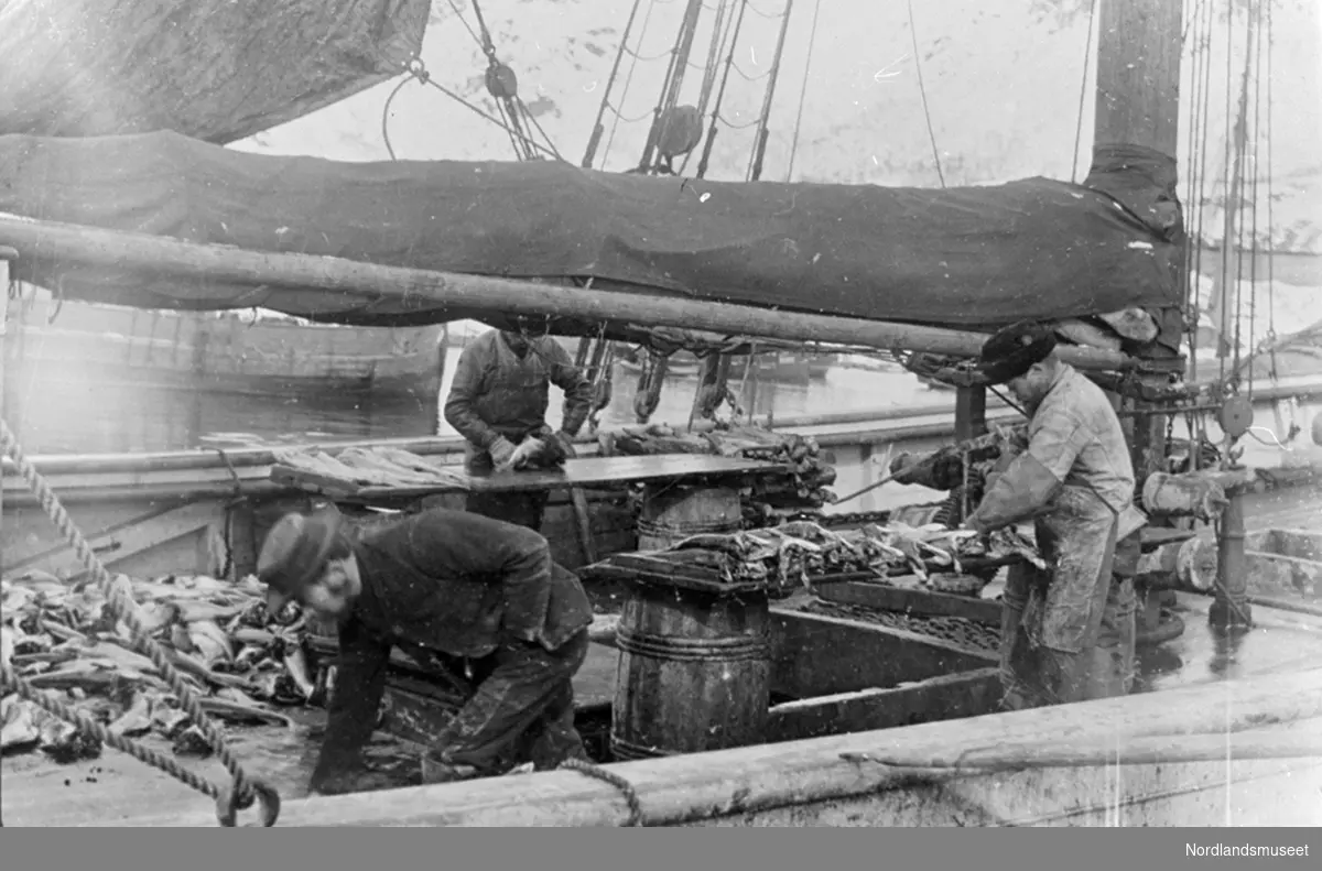 Fiskeflekking ombord i båt i Lofoten. Tre mann i arbeid.