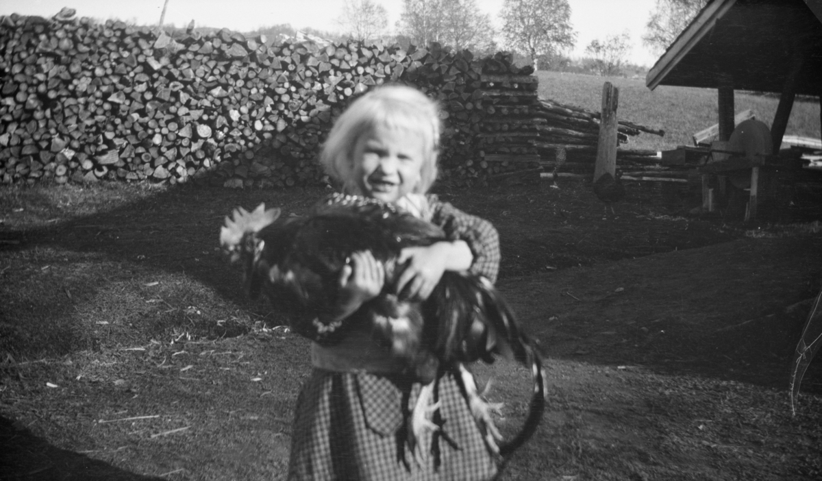 Liten jente med hane, antakelig på Linjordet i Østre Gausdal
