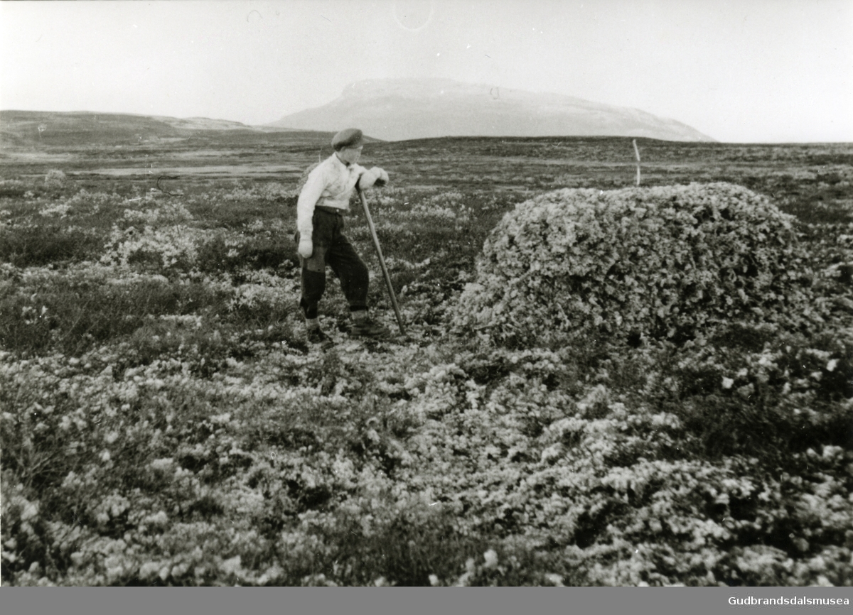 Mosetaking ved kroktjern i Gausdal Vestfjell, Arvid Stenbakken ved siden av et moselass.
I Svatsum drev flere med mosetaking til ut i 1950-årene.