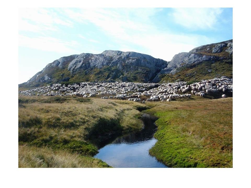 Sauene frå Langeidsheia er samla i Kotådalen under drivingen av sauene ned frå fjellet på hausten.