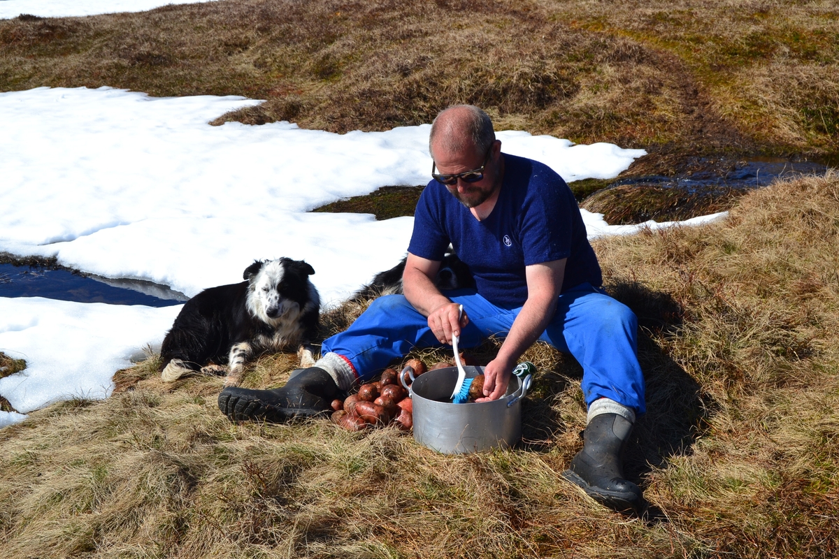 Asbjørn Haga vasker poteter sammen med hundene sine, Lissi og Kaius.
