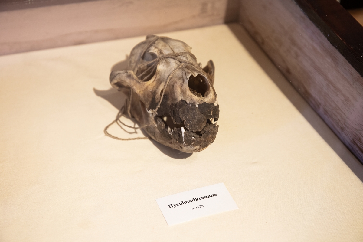 Vänersborgs museum. Afrikanska fågelsalen, hyenhundkranium