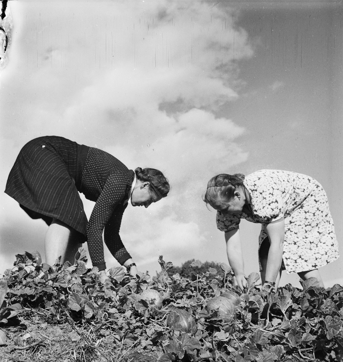 Två kvinnor vid växtodling, Lantbrukshögskolan, Ultuna, Uppsala 1947