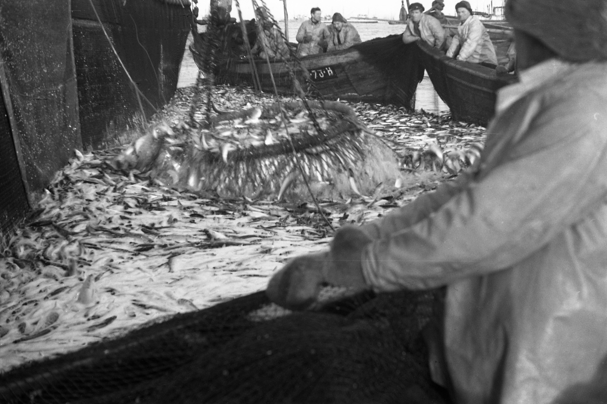 Serie på 24 bilder fra et fiskefelt, trolig sildefiske med not. Bildene er tatt av en person ombord i ei skøyte, og viser ulike faser i fangstprosessen. Hvor bildene er tatt er ukjent. Ingen av personene, er identifisert.
