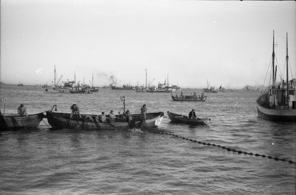 Serie på 18 avfotograferte bilder fra et fiskefelt, trolig tatt fra ei fiskeskøyte med navn Kidd. Bildeserien viser ulike faser i fangstprosessen.