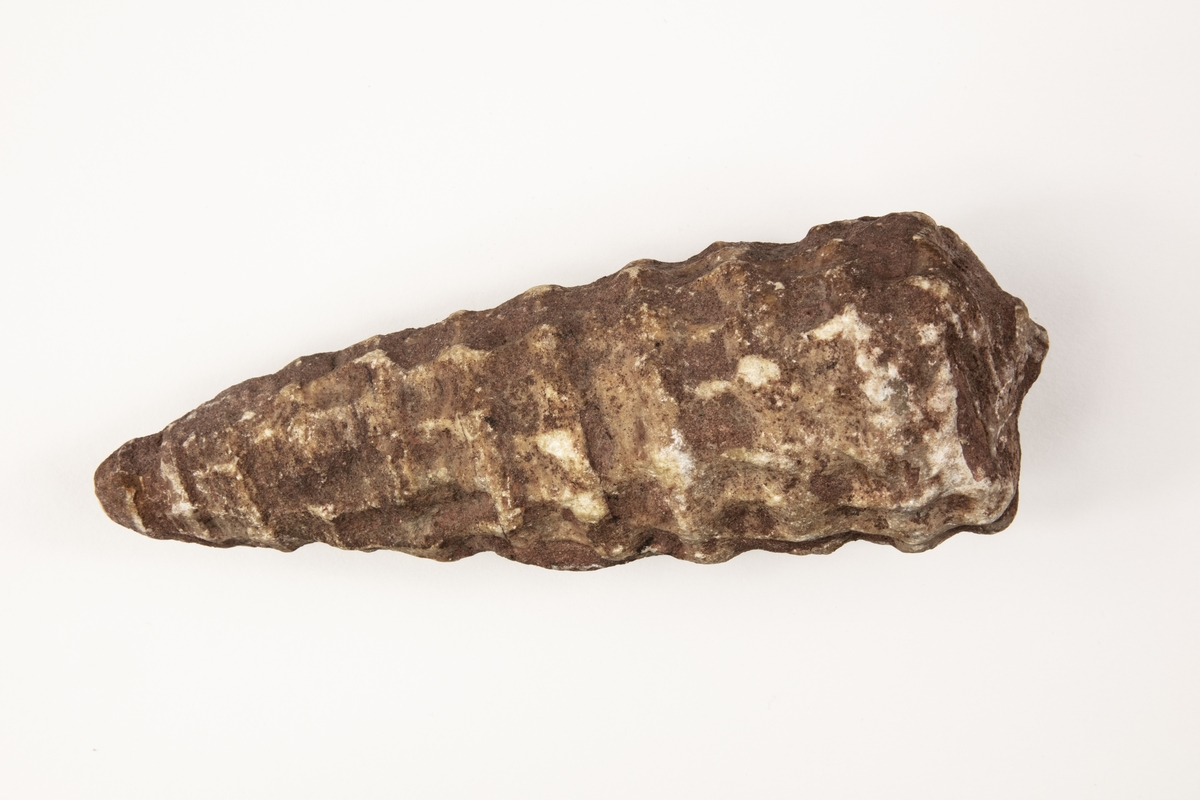 Fossil av ett blötdjur. Var exemplaret kommer ifrån är okänt.