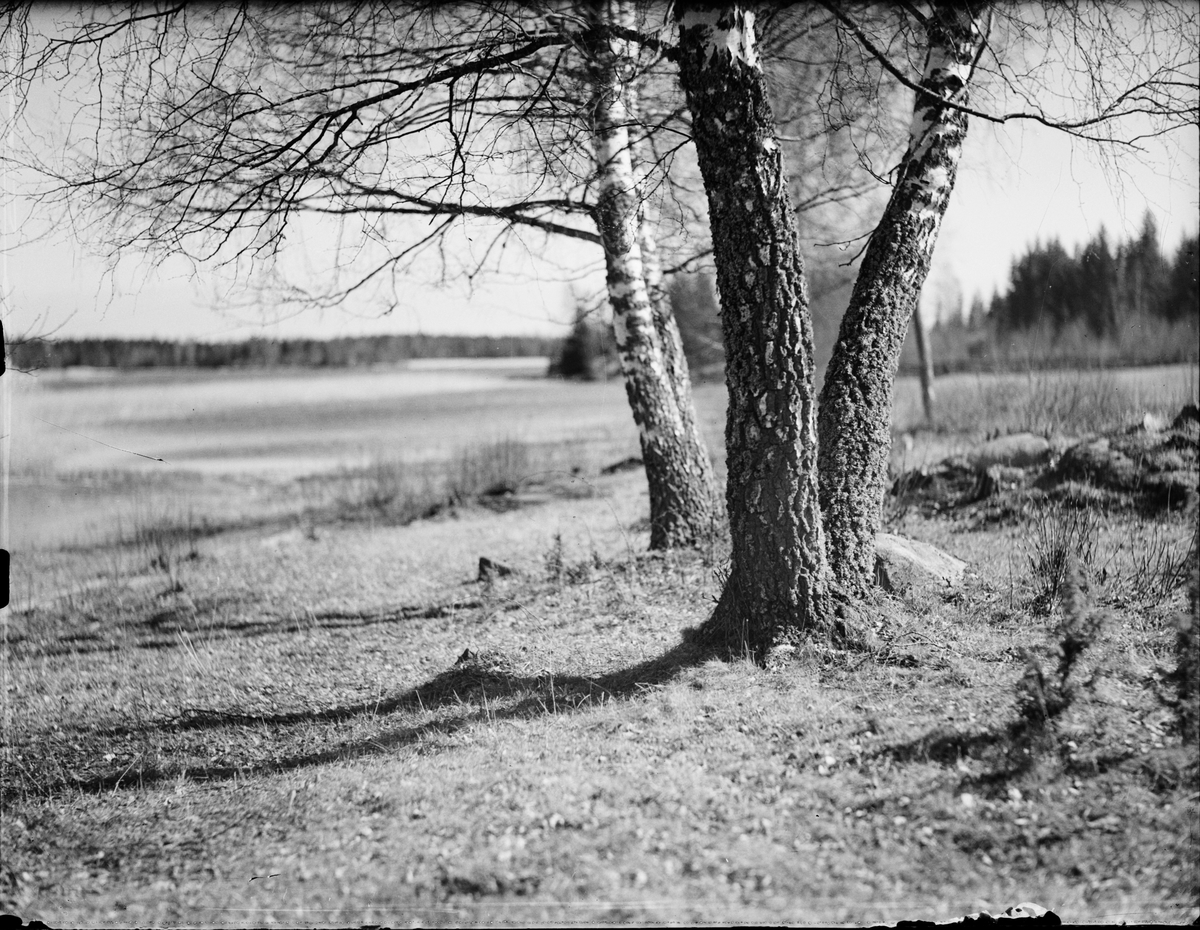 Träd, Östhammar, Uppland