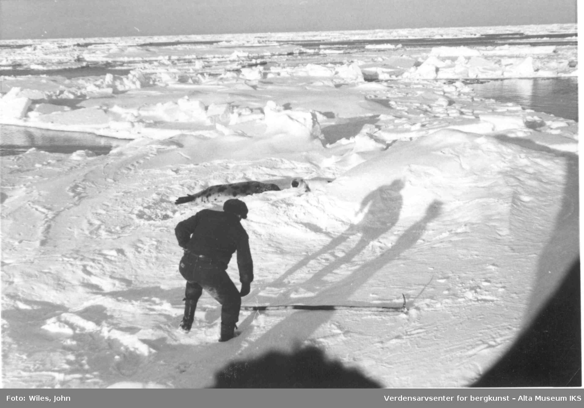 Mann henter skutt sel på isflak. Isbreen strekker seg utover horisonten.