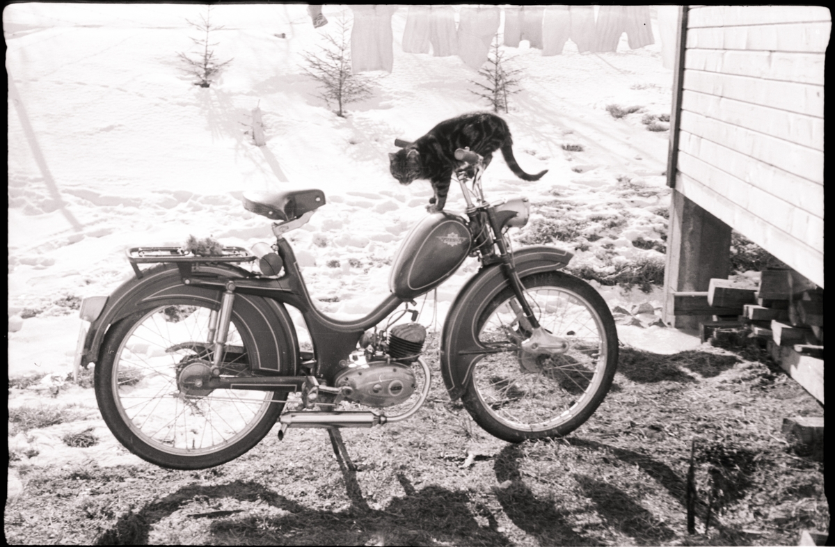 Katt på en moped.
