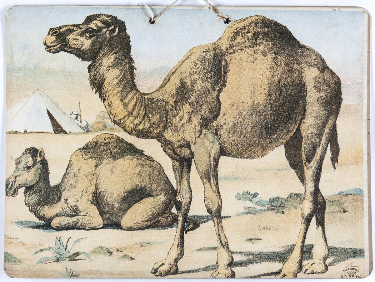 Skoleplansje, naturfag. Illustrert på begge sider, forestiller kameler (nr. 124)) og kenguruer (nr. 163).