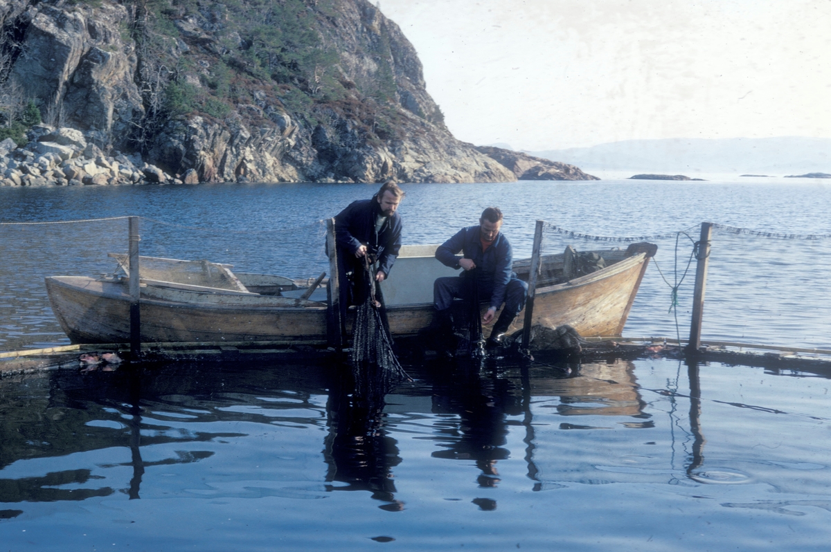 To menn i en båt har fanget laks i en orkastnot. Fra venstre er det Einar Brun, professor i zoologi ved universitetet i Trømsø og Ove Grøntvedt, en av eierne av anlegget.