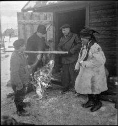 Reinkjøttet veies på vårmarkedet i Bossekop, 1939.