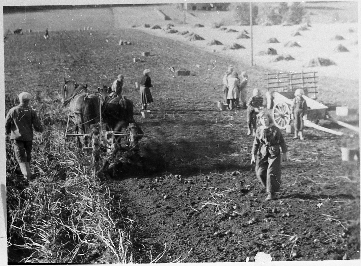 Potetopptaking på Eidal. Ca. 1943. Hester foran potetopptakeren. Møkkakjerre og høyvogn står klar til frakting. En kan legge merke til at potetgraset ikke er skåret/fjernet.