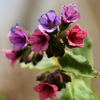 Lungeurt er en blomst med et fargestoff som bytter farge med PH-verdien, derfor kan den ha både rødlige og blålige blomster.