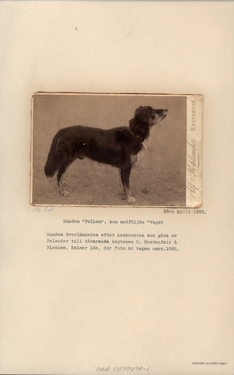 Hunden "Polhem" som följde med Vega-expeditionen under ledning av Adolf Erik Nordenskiöld 1878–1880. Hunden överlämnades efter hemkomsten av kaptenen på Vega, Louis Palander, som gåva till kapten O. Nordenfalk, Blekhem, Kamlar län.