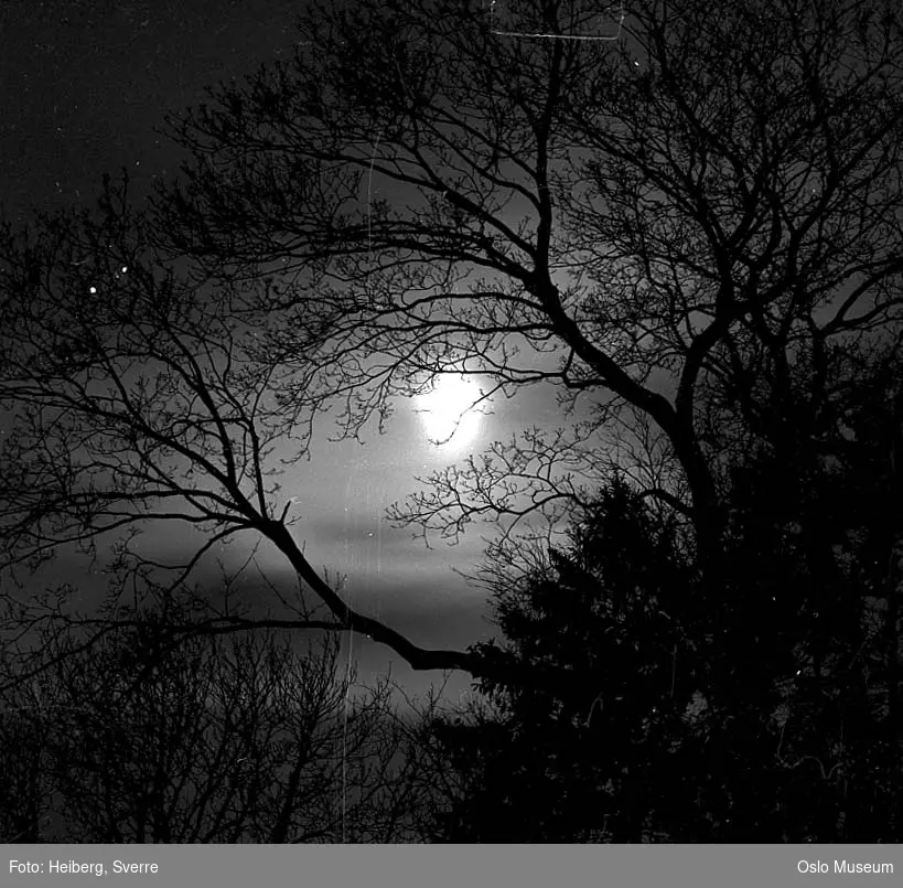 trær, nattemørke, måneskinn