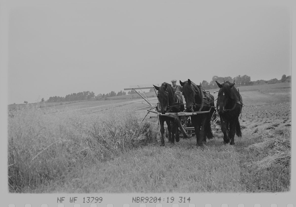 Slåing av åker med hest og slåmaskin. Haugsbygda, Ringerike. Fotografert 1940.