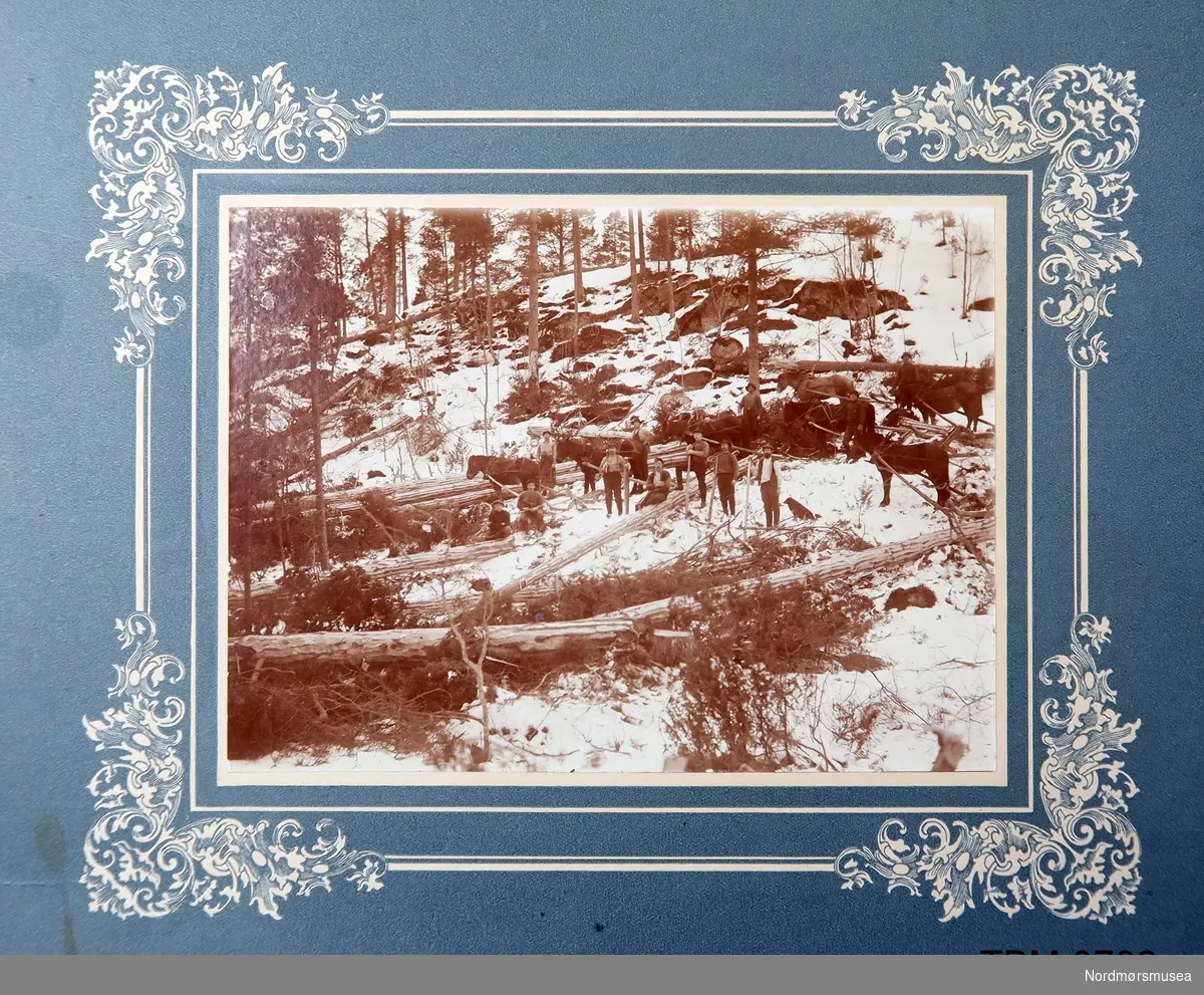 Biletet viser 12 mann og 6 hestar som driv med tømmerhogging i Tingvollia. Biletet er klistra opp på ei grøn ramme som er dekorert med bladverk i hjørna inn mot fotografiet.