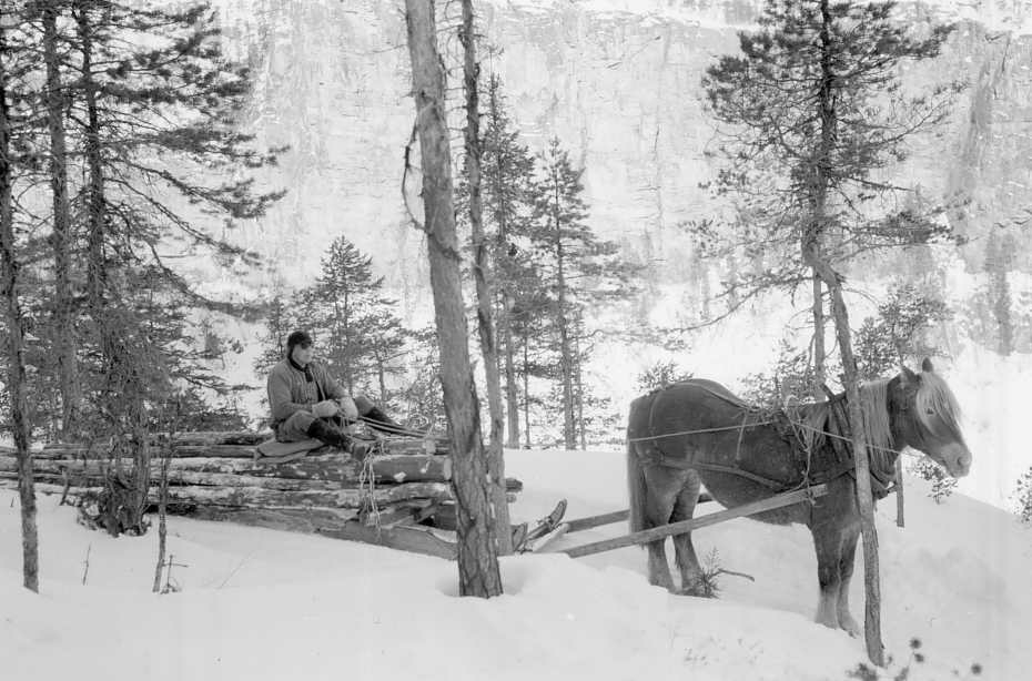 Tømmerkjøring 1959. Gert Grindflek på tømmerlasset. Jutulhoggets steile "vegg" i bakgrunn