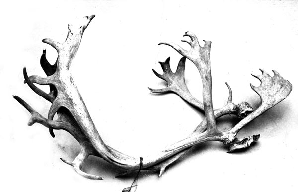 Reinsdyrhornet kommer fra Finnmark. 
Horna har lysegrå farge. Noen av hornspissene er brukket av. Kraniedelen som sammenbinder horna er brukket tvers av slik at horna ikke sitter sammen. 
