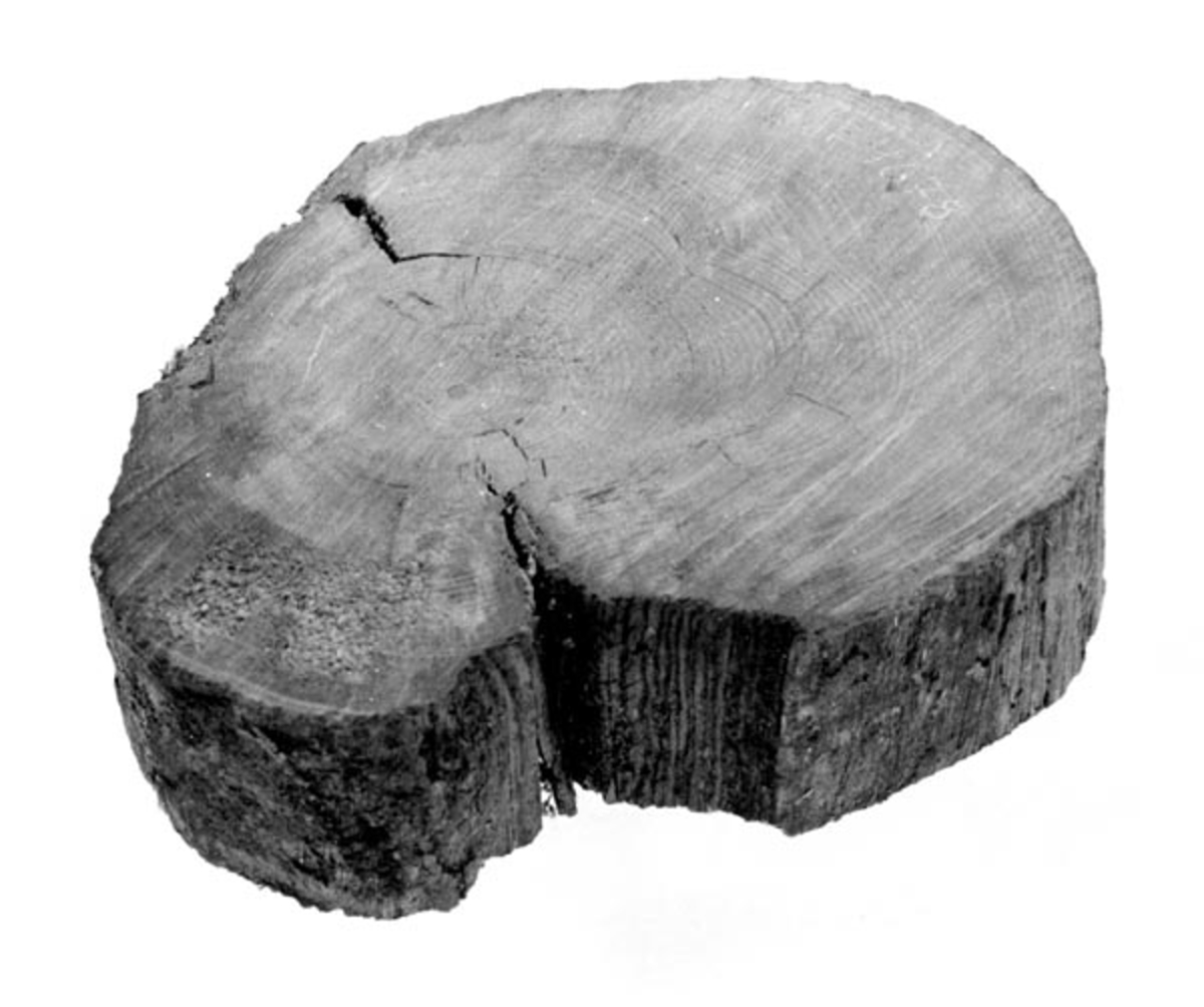 Stammeskive fra kjerraten i Åsa på Ringerike.  Skiva er kappet fra en av stokkene i dammen til vannrenna til 7-eren.  Kjerraten ble bygget i tidsrommet 1803-06, og var i drift til 1850. 

Tatt med fra befaring på kjerraten 24/7-75. Tore Fossum.

Skiva ser ut til å være fra ei furu. Den er 6,1 centimeter tjukk, og diameteren varierer mellom 15,5 og 20,3 centimeter. Barken er ikke intakt, med veden er godt bevart, og årringene kan tydelig leses.