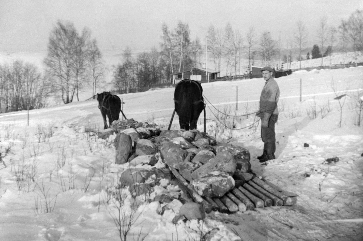 Hester med steinlass på steinslede på Heggenhaugen, Ringsaker. Hestene er "Sølvi" og "Rulle". Kjørekar er Gunnar Støen.