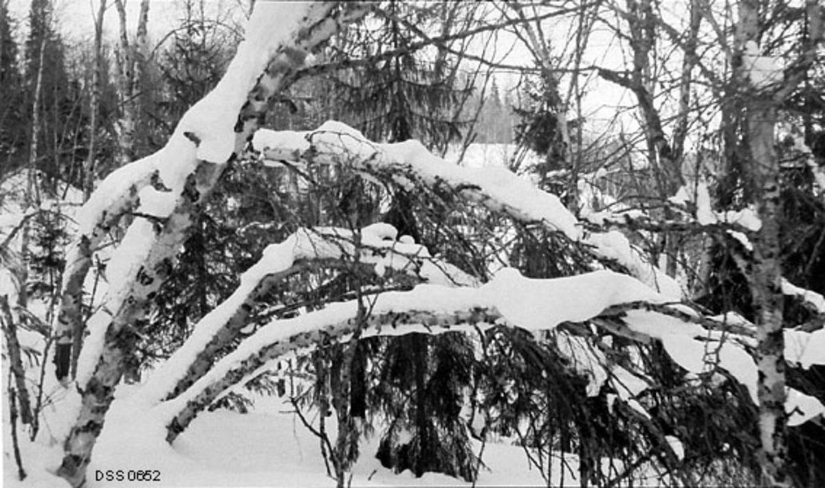 Vinterbilde fra skog i Hattfjelldal der det vokste gran og bjørk i blanding.  I forgrunnen ser vi tre-fire bjørketrær som sto i buer sidevegs, antakelig som en konsekvens av snøtrykk.