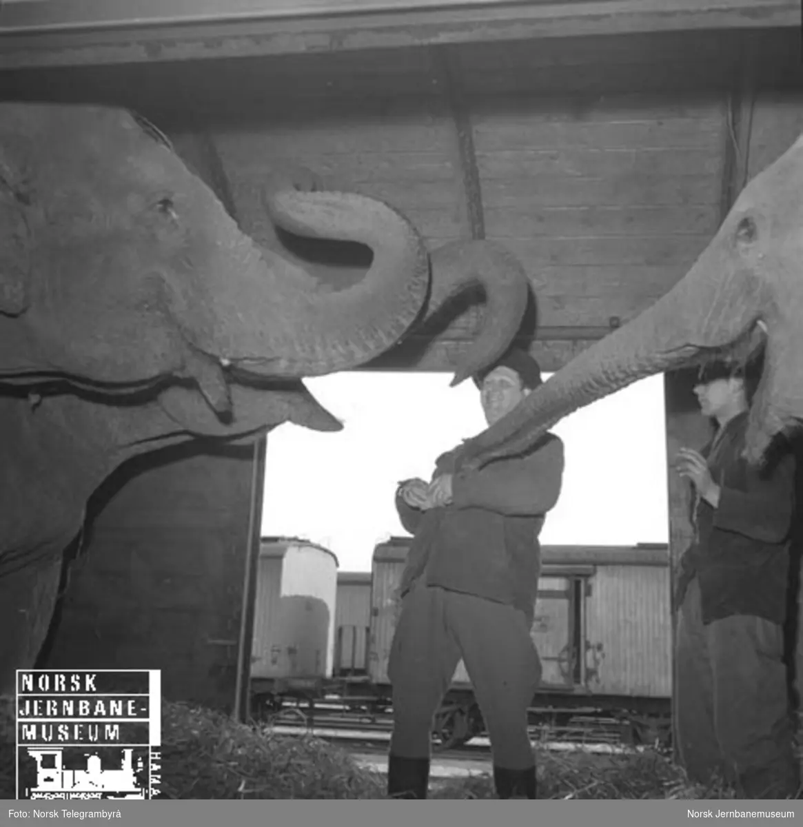 Elefanttransport i godsvogner