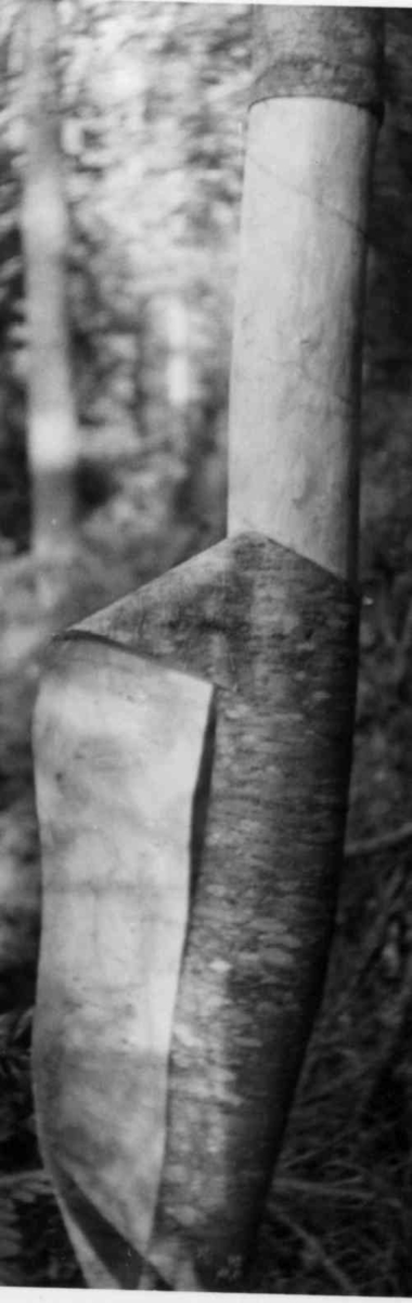 Blåseinstrument som er laget av barken fra or. Barken skjæres fra trestammen i en spiral som så rulles sammen til en konisk trompet. Kjeleformet munnstykke, ved at barken fra utsiden av munnstykket er tvinnet innover i instrumentet.