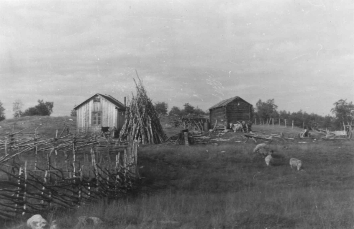 Henrik Persen Buljos gård med bolig og stabbur, gjerde i forgrunnen. Hemmujavve 1953. 