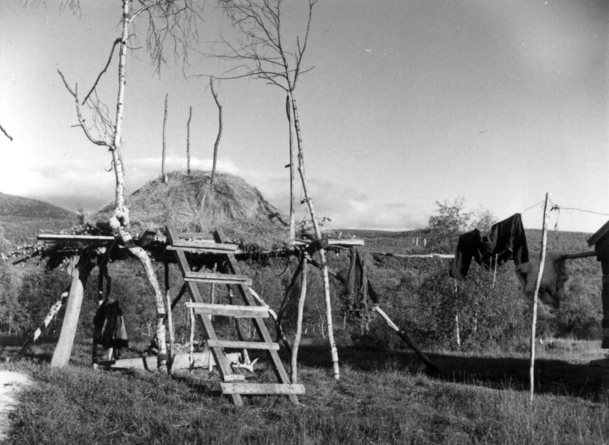 Stillas (luovvi) for høy og mat hos Mathis Johan Hætta. Masi august 1956.