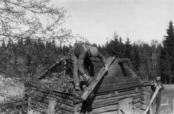 Vilberg, Ullensaker, Akershus 1946. Grisehus under riving. M