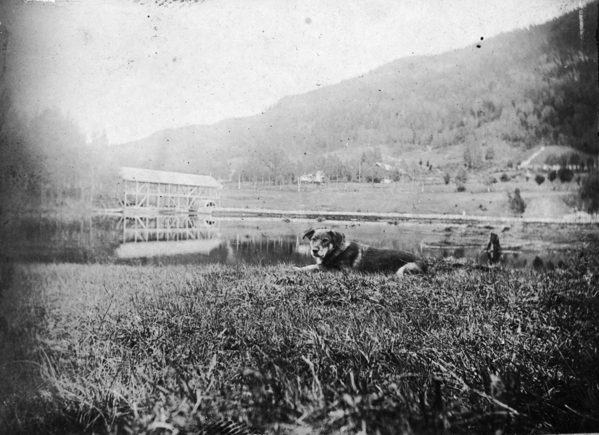 Hund i landskap, Fyresdal, Telemark ved Lunden gård, Hegglandsgrend, mot øst, med bygning til venstre, muligens et rivehus til torv. Bildet er tatt under en stor flom i området 1880.