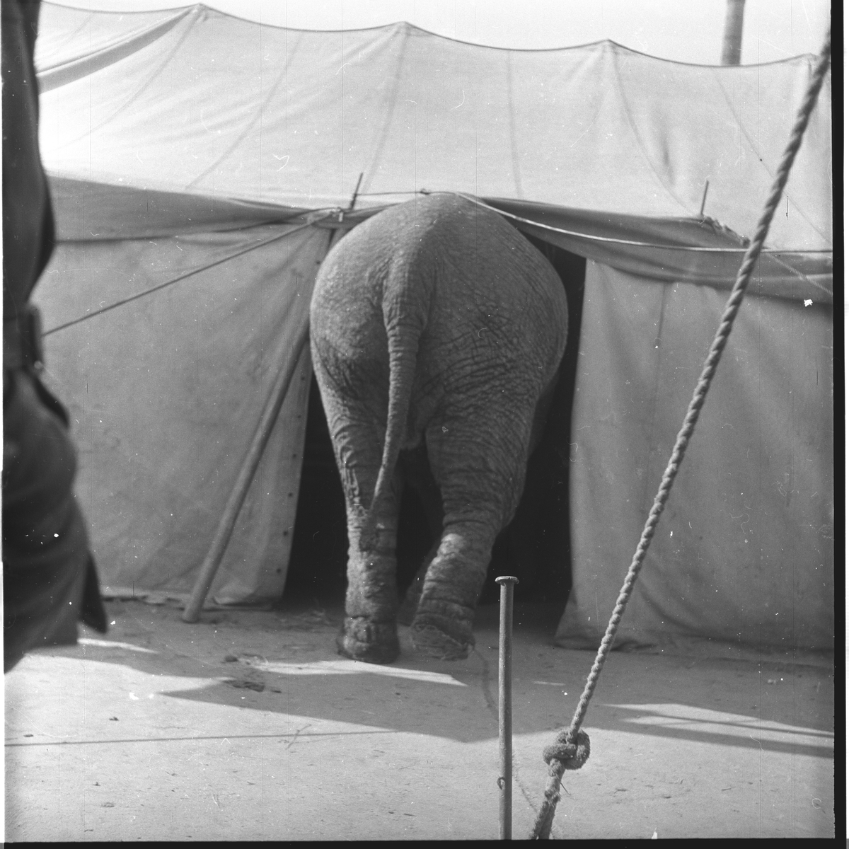 Cirkus Berny, elefanten Randop.
Fotografert 1954.